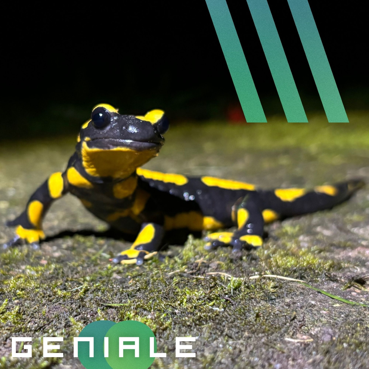 Bild von Feuersalamander