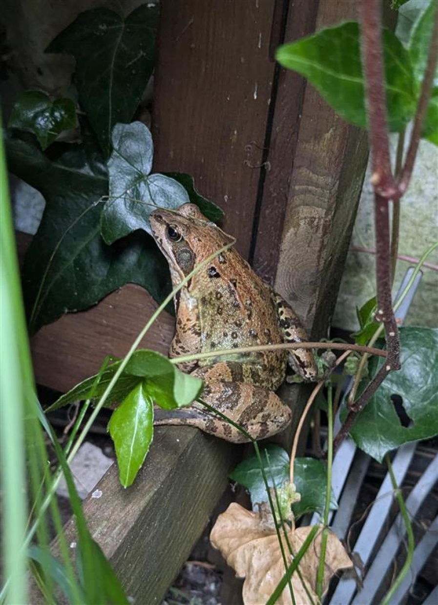Frosch am Ufer