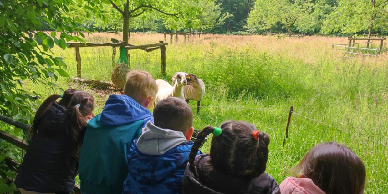 Kinder stehen am Zaun und beobachten die Schafe