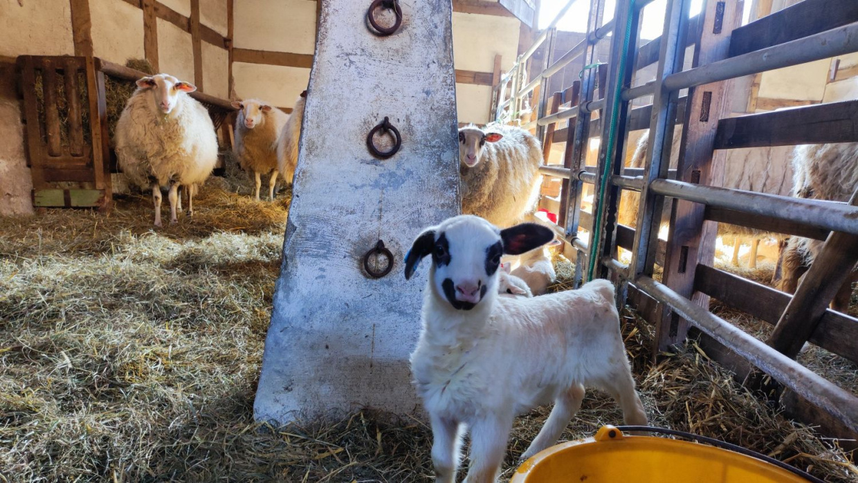 Stall mit Schafe und Lämmer