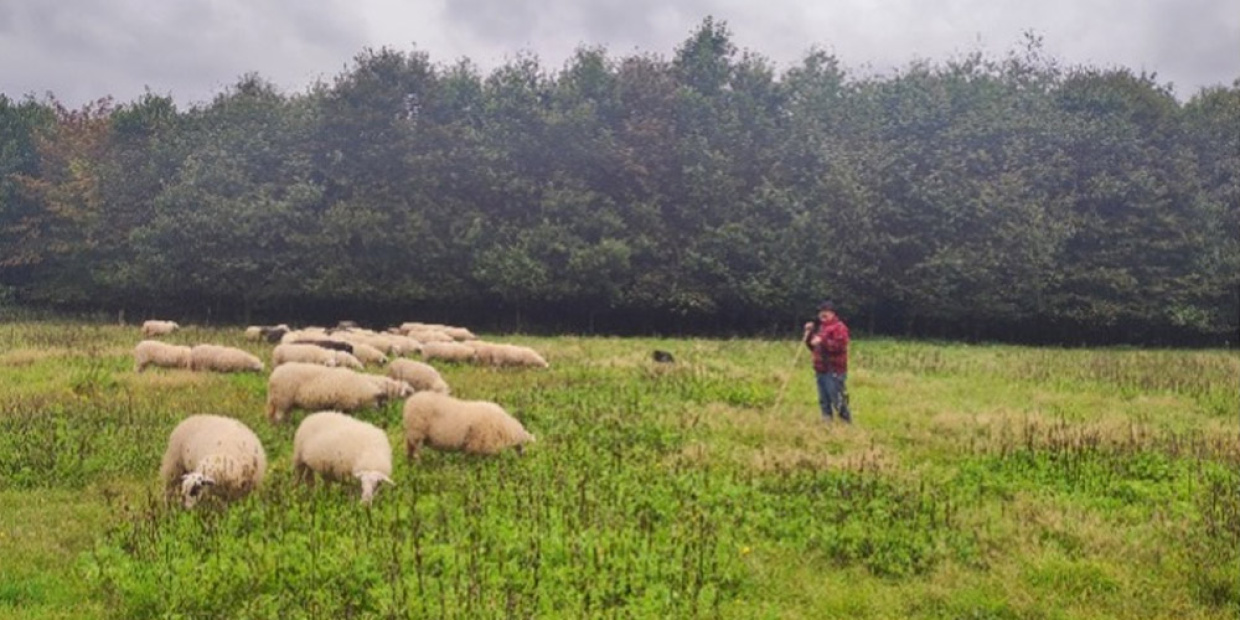 Schäfer auf Wiese mit Schafe