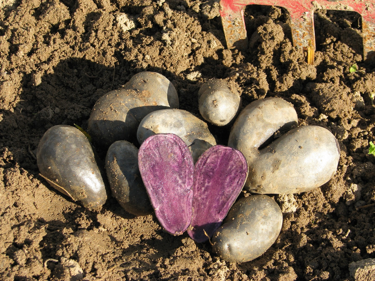 Die Kartoffelsorte Violetta mit lila Fruchtfleisch liegt aufgeschnitten auf weiteren Kartoffelknollen auf dem Ackerboden.