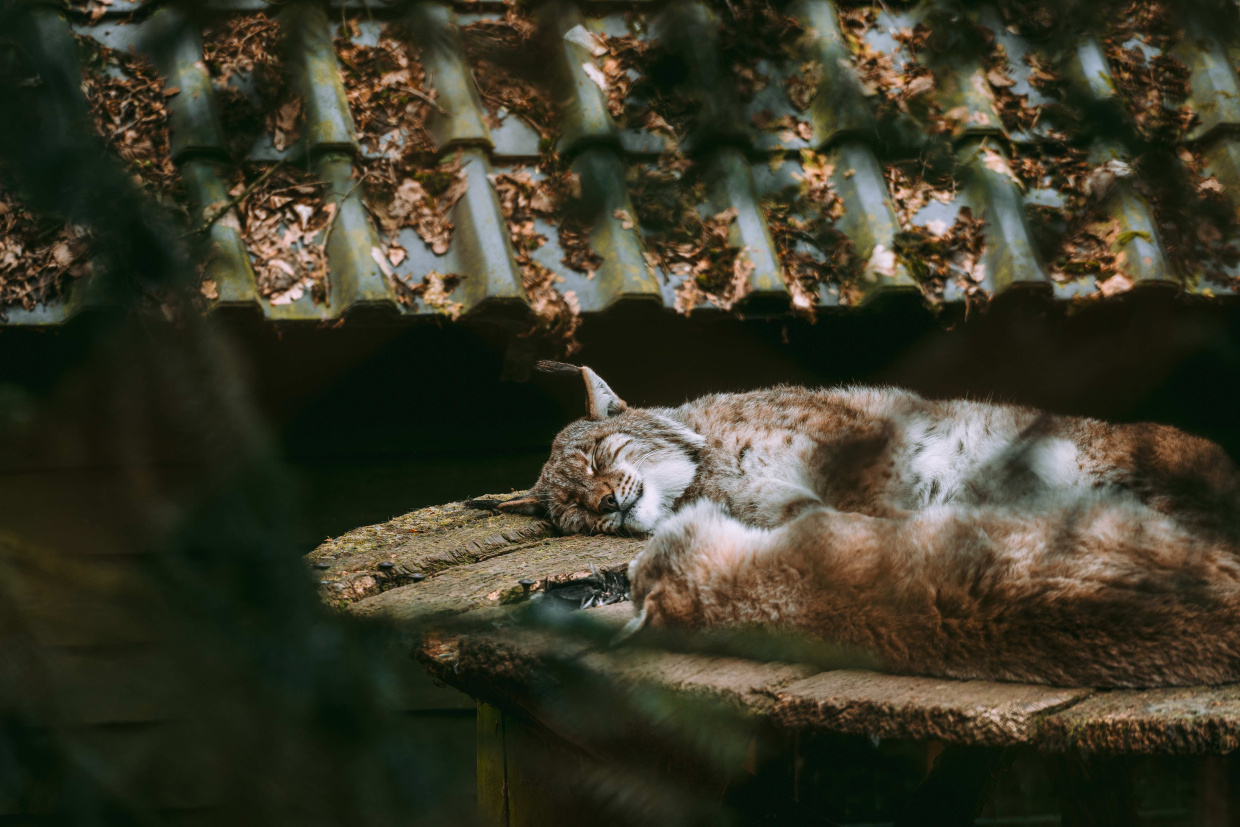 Animal Cat Mammal Pet Wildlife