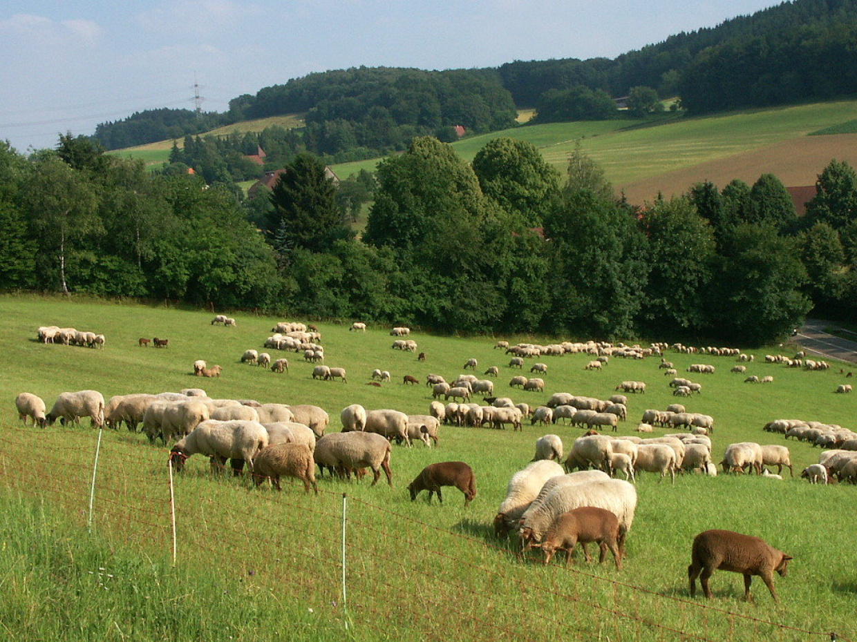 Schafbeweidung am Ubbedisser Berg Weidende Schafe
