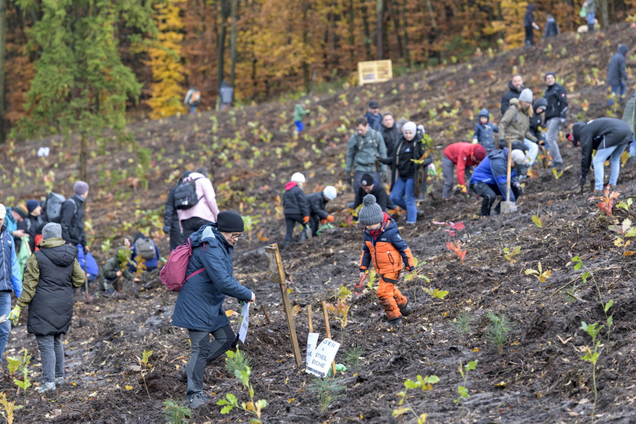 Eine große Gruppe von Menschen, darunter Kinder und Erwachsene, pflanzt auf einer herbstlichen, brau