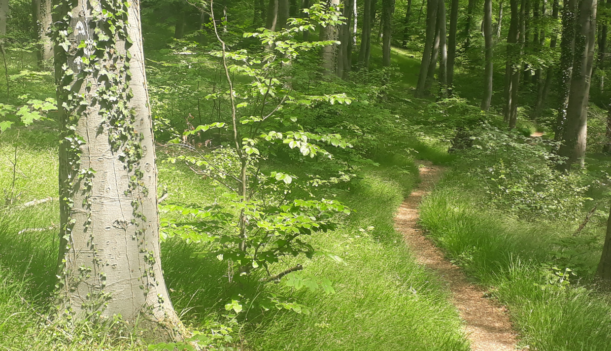 Auf den Naturpark-Trails in Bielefeld (Bild Holger Kern)
