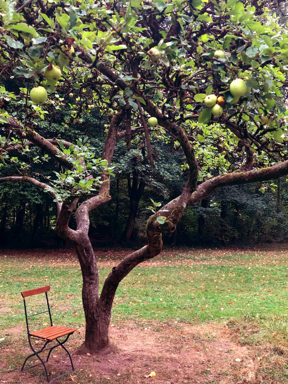Ein Apfelbaum mit grünen Äpfeln und einem Stuhl neben ihm.