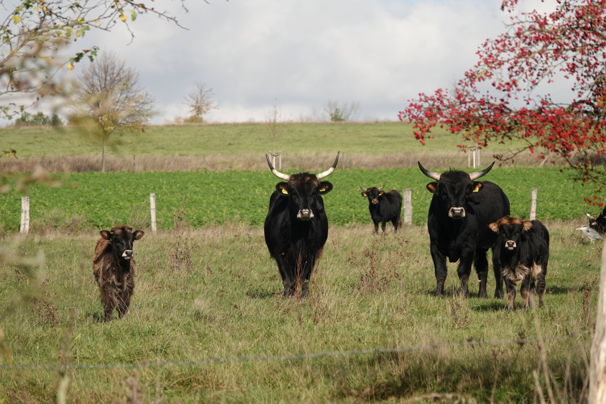 Heckrinder in der Johannisbachaue
