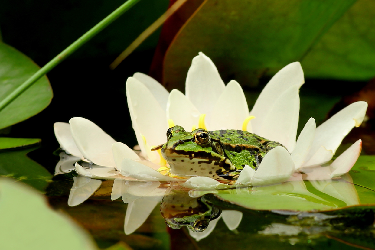 Grünfrosch in Seerosenblüte
