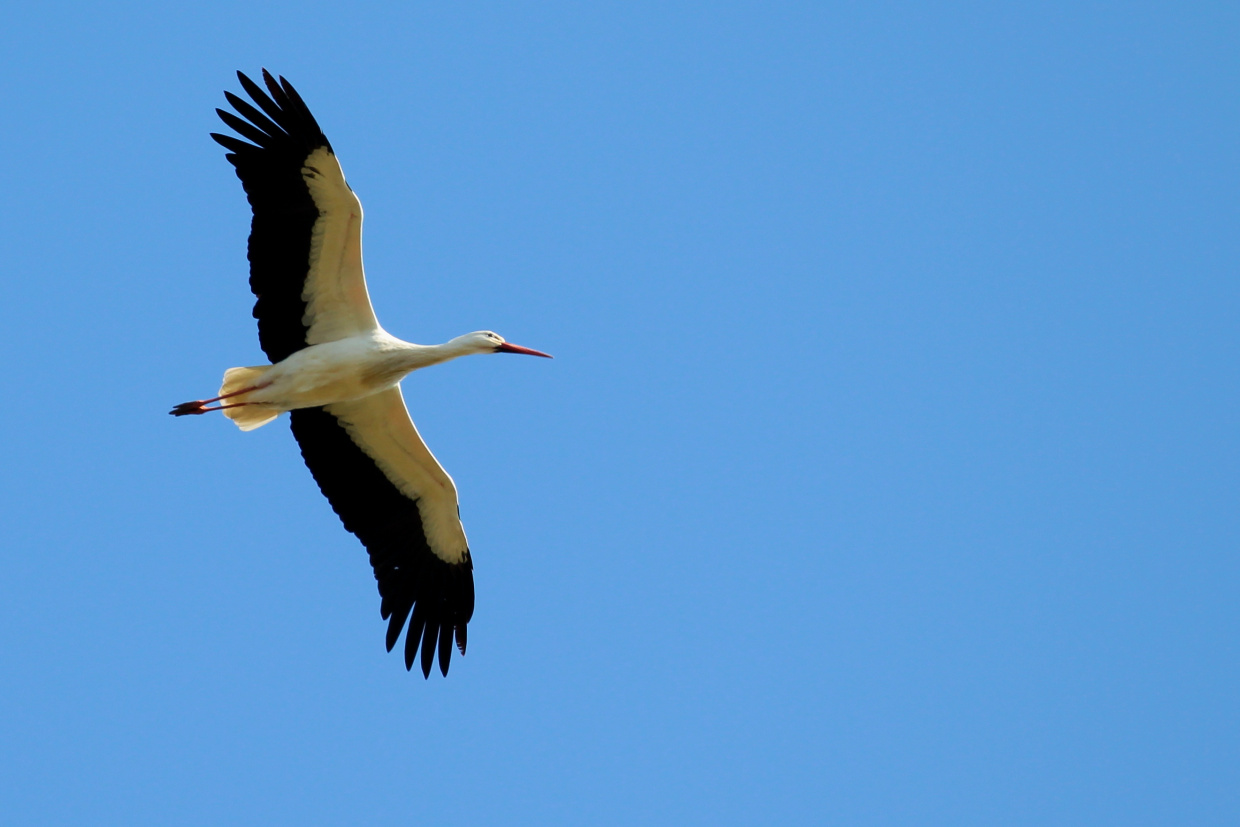 fleigender Weißstorch