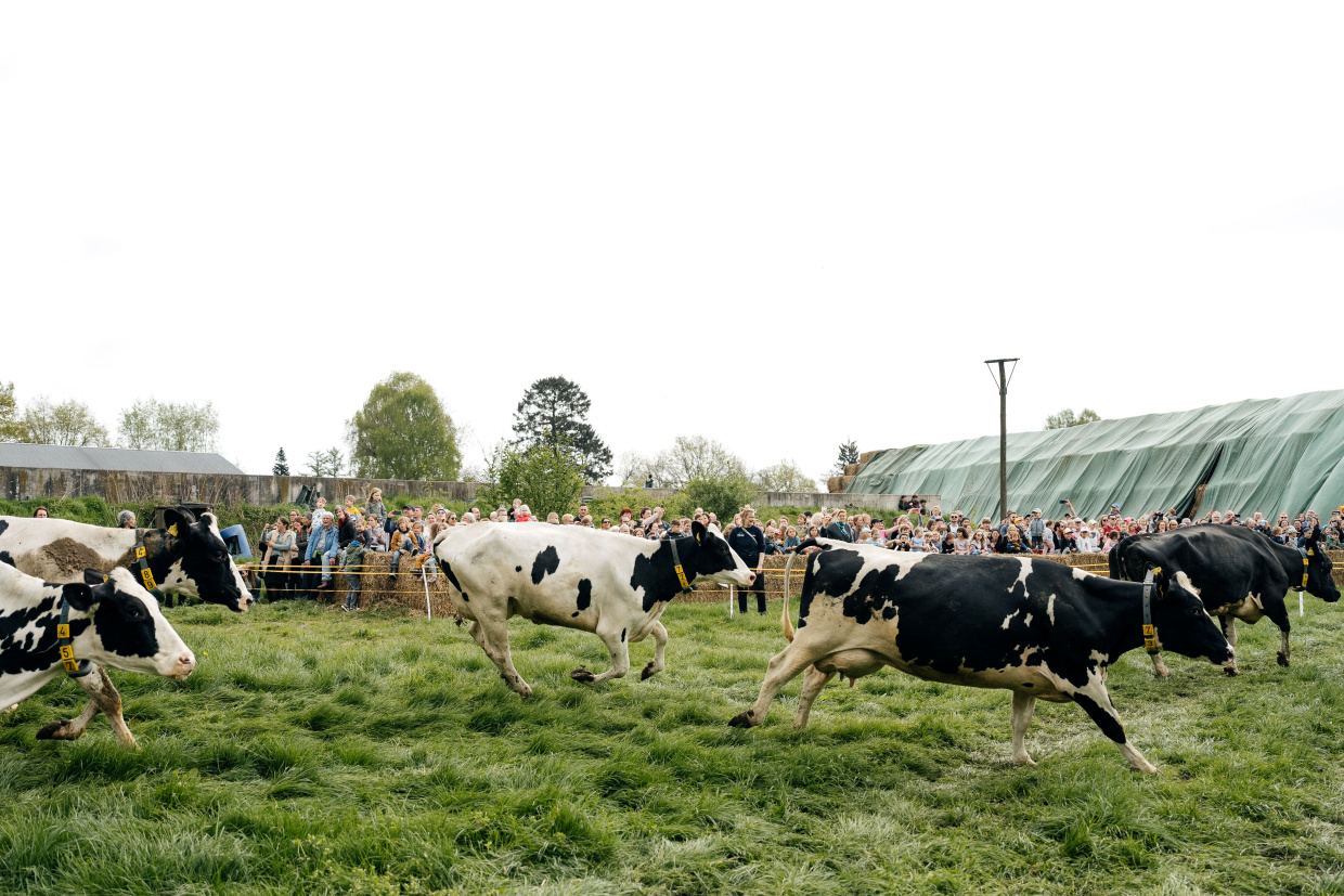 Kühe springen auf der Weide beim Weideaustrieb