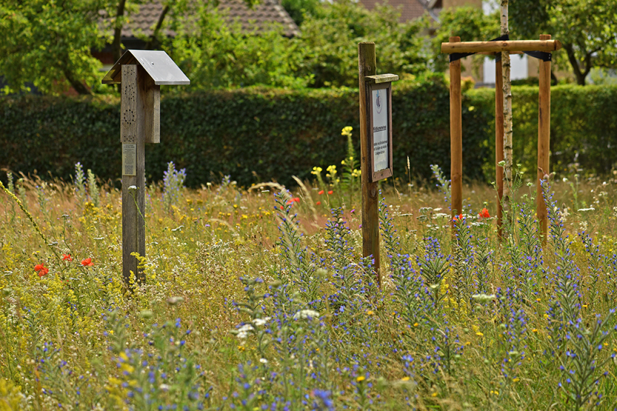 Blumenwiese mit Insektenhotel und Infotafel