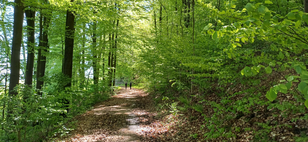 Gemeinsam unterwegs im Teutoburger Wald