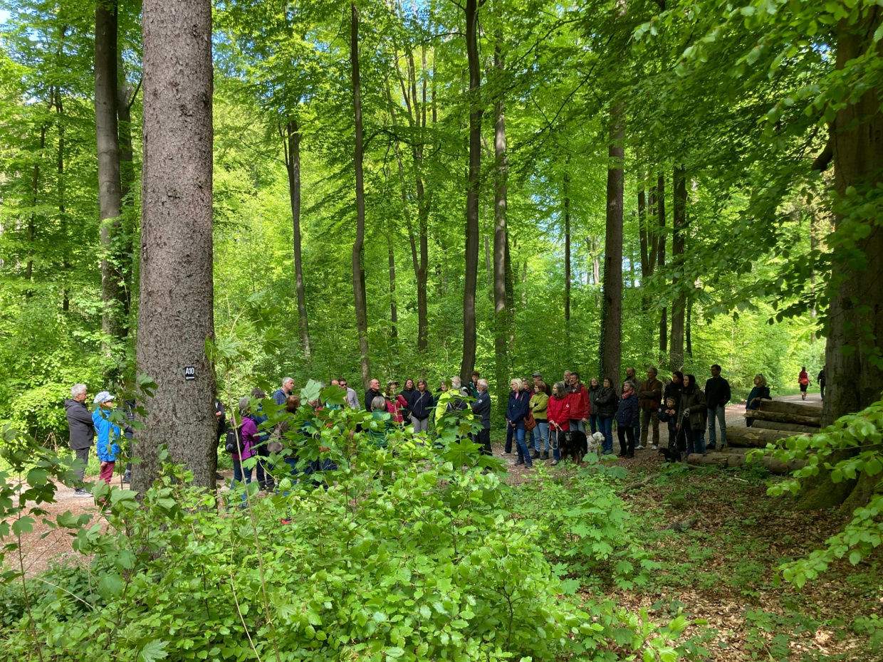 Eine Gruppe von Menschen ist aus der Ferne in einem Buchenwald zu sehen