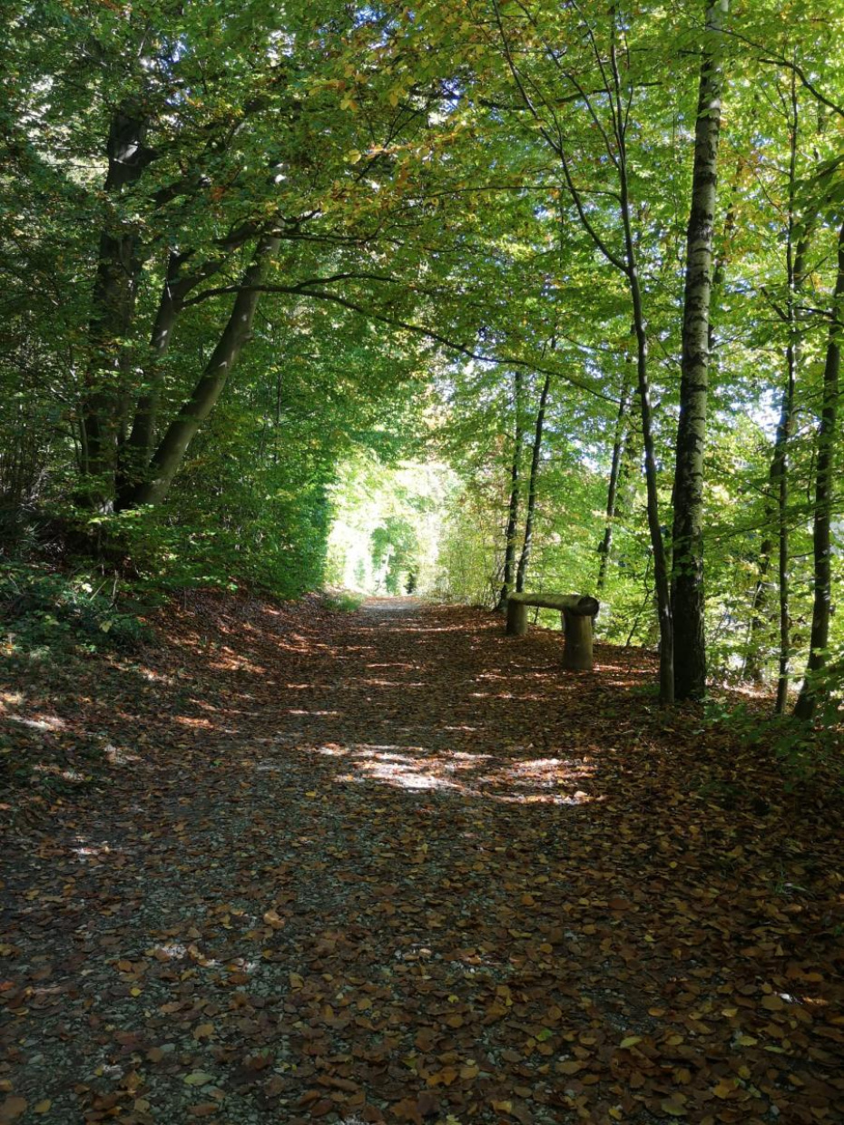 Waldweg