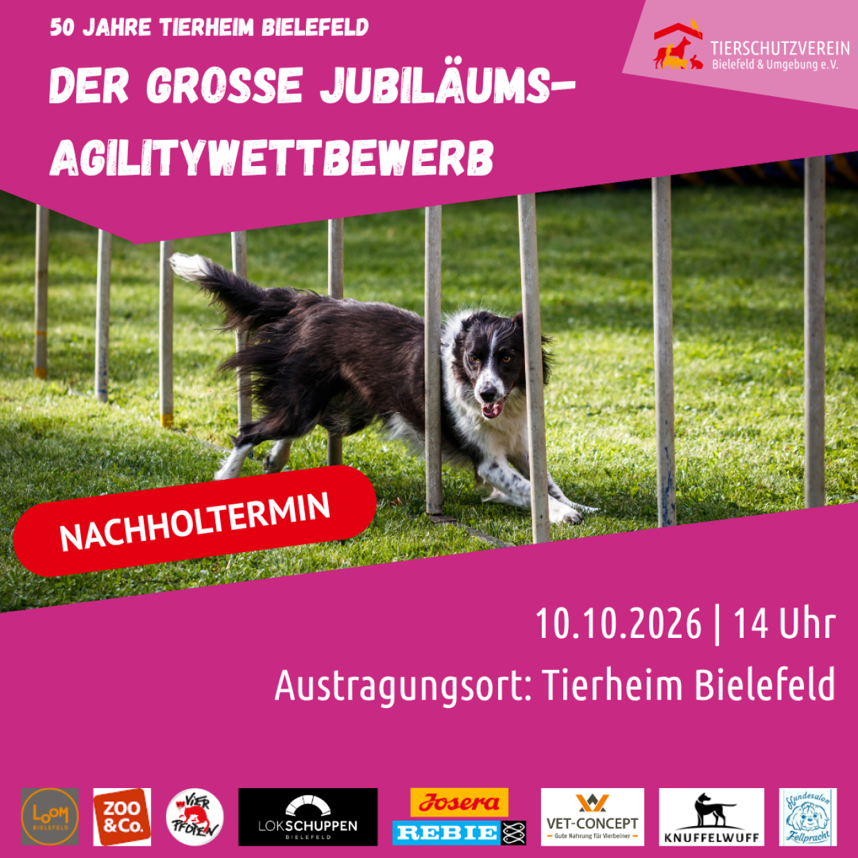 Agilitywettbewerb, Tierheim Bielefeld, 10.10.26, 14:00. Hund läuft durch Agility-Hindernis auf Wiese