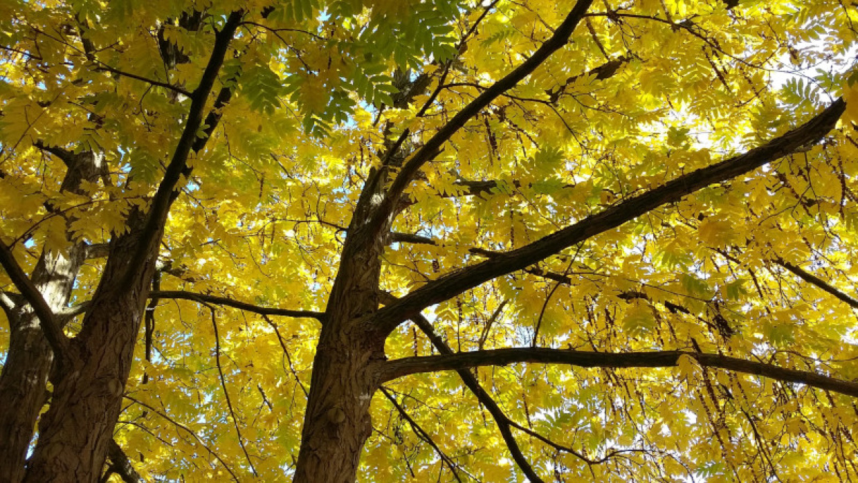 Baum mit Herbstlaub