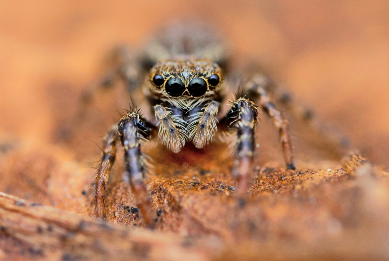 Springspinne