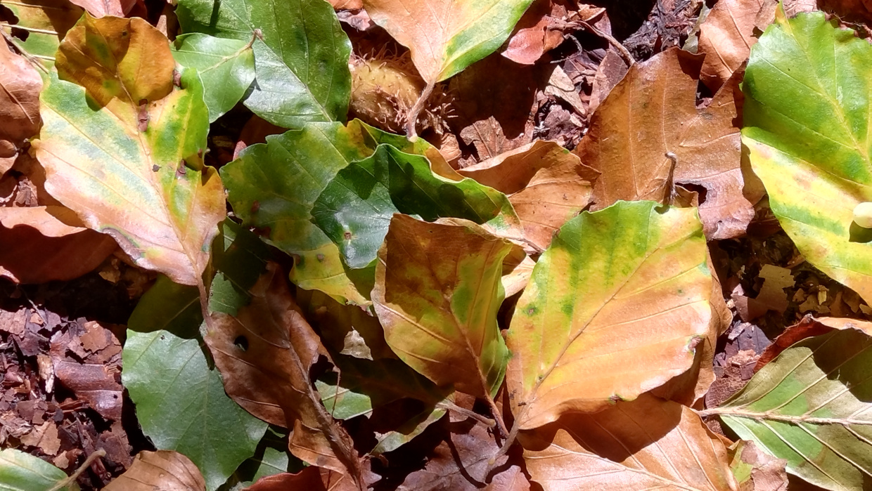 Bild von einem Baumstamm, indem ein kleiner Farn wachst, im Hintergrund ist Wald und Himmel.