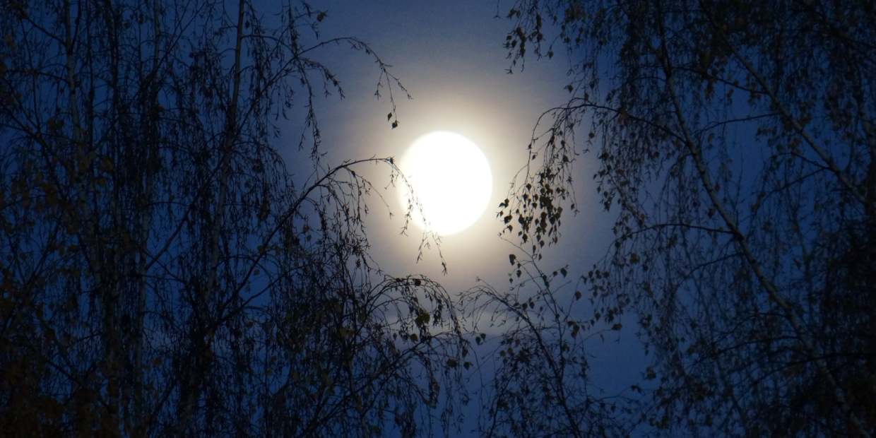 Vollmond im Wald
