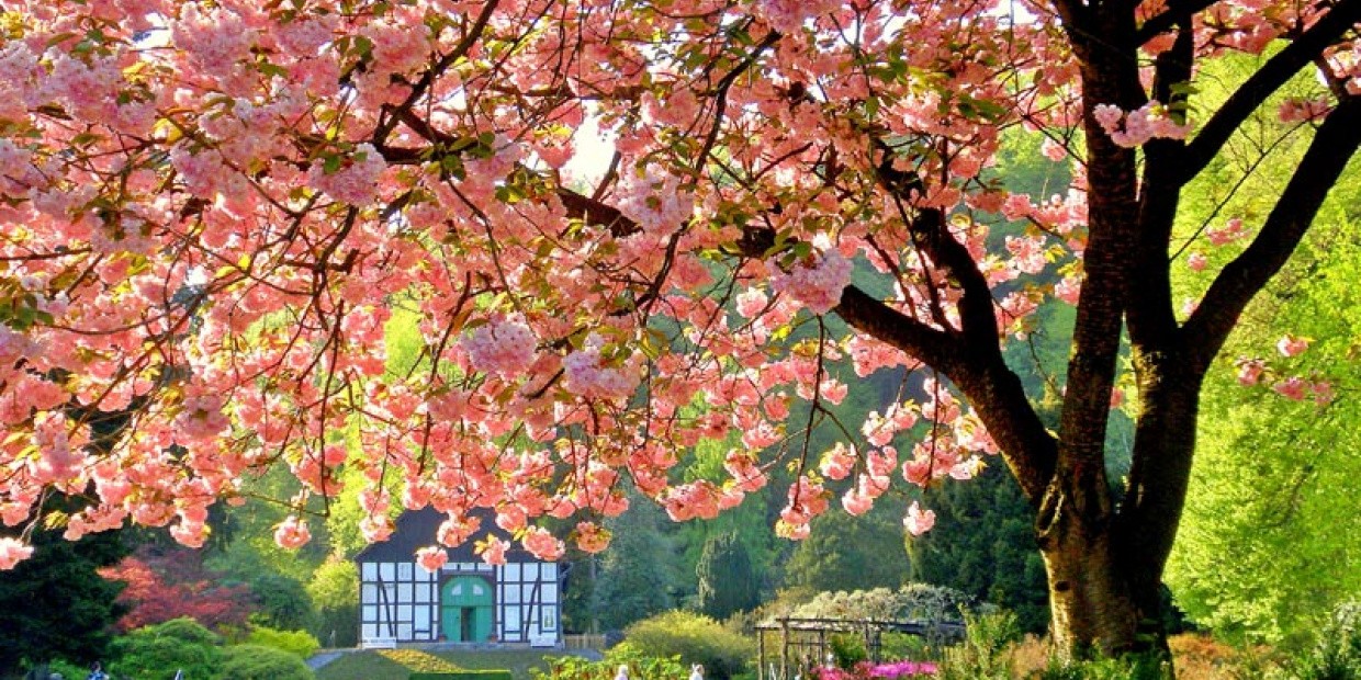 Kirschblüte im Botanischen Garten [Foto Gerald Paetzer]