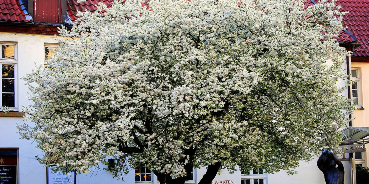 Adult Building Flower Male Man Person Tree Vegetation
