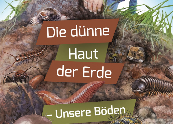 Bodenlebewesen in farbiger Zeichnung
