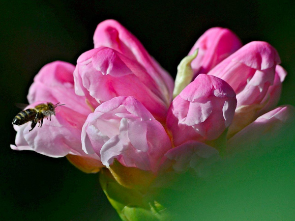 Eine Biene fliegt in eine Blüte