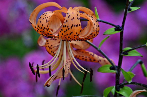 Die Blüte einer Tigerlilie 