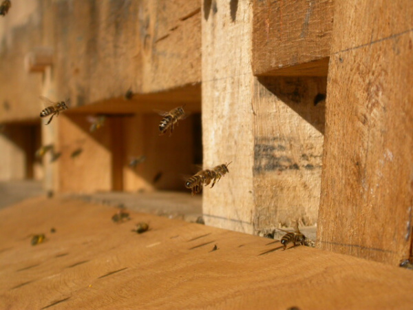 Eine Biene im Anflug auf ein Bienenhaus