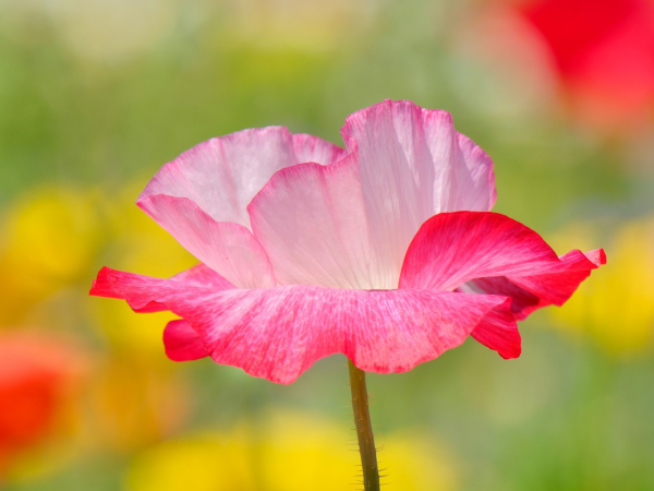 Blume