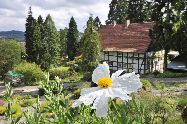 Eine weiß-gelbe Blume im Vordergrund, im Hintergrund das Fachwerkhaus des Botanischen Gartens