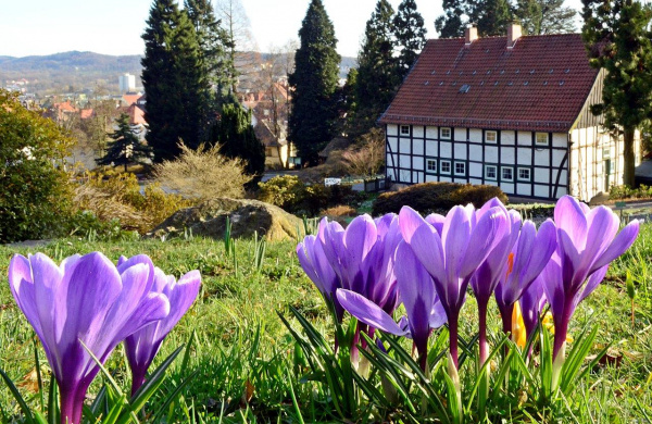 Lila Krokusse im Vordergrund, im Hintergrund ist unter anderem das Fachwerkhaus des Botanischen Gartens zu sehen 