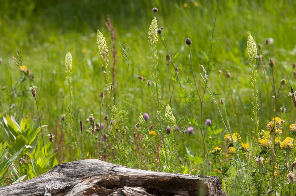 Naturgarten