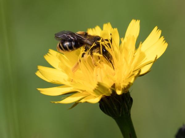 gewöhnliche Dörnchensandbiene auf einer gelben Blüte