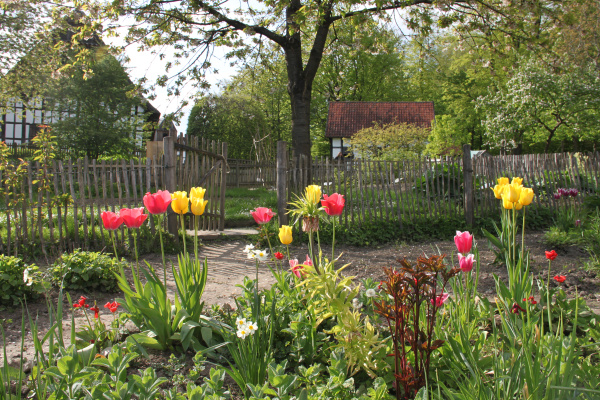 Bunte Tulpen in einem Garten
