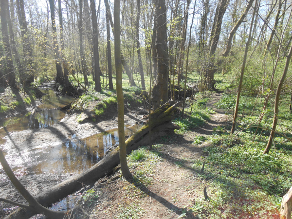 Eine Bachgabelung im Frühlingsauwald bei Sonnenschein.