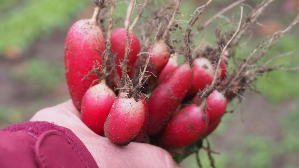 in der Hand rote Radieschen
