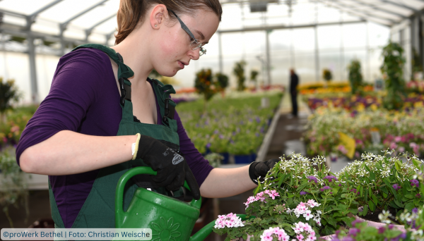 Eine junge Frau steht im Gewächshaus und gießt einige Stauden mit rosa-weißen und lila Blüten. Im Hintergrund sieht man die großen Bewässerungstische, bestückt mit Stauden-Jungpflanzen.