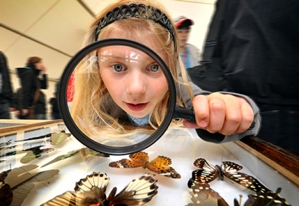 GENIALE: Kinder erkunden die Welt der Insekten