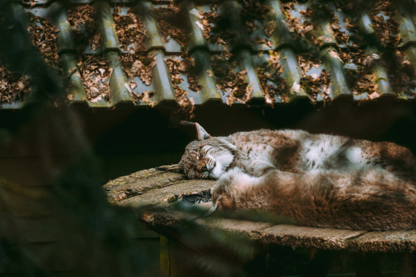 Animal Cat Mammal Pet Wildlife