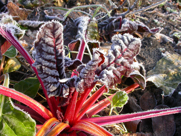 „Auch im Herbst und Winter gibt es im Gemüsegarten noch einiges zu ernten.“