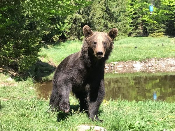Braunbär in Rumänien