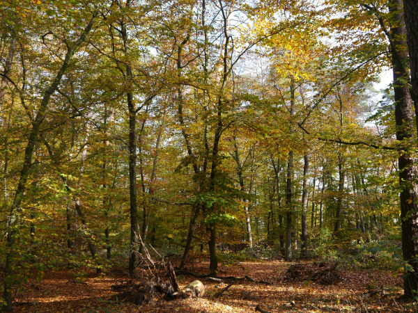 Buchen Mischwald im Herbst